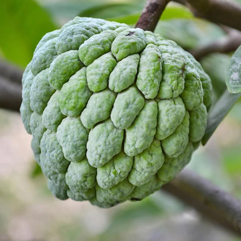 Custard Apple Fruit Plant Grafted
