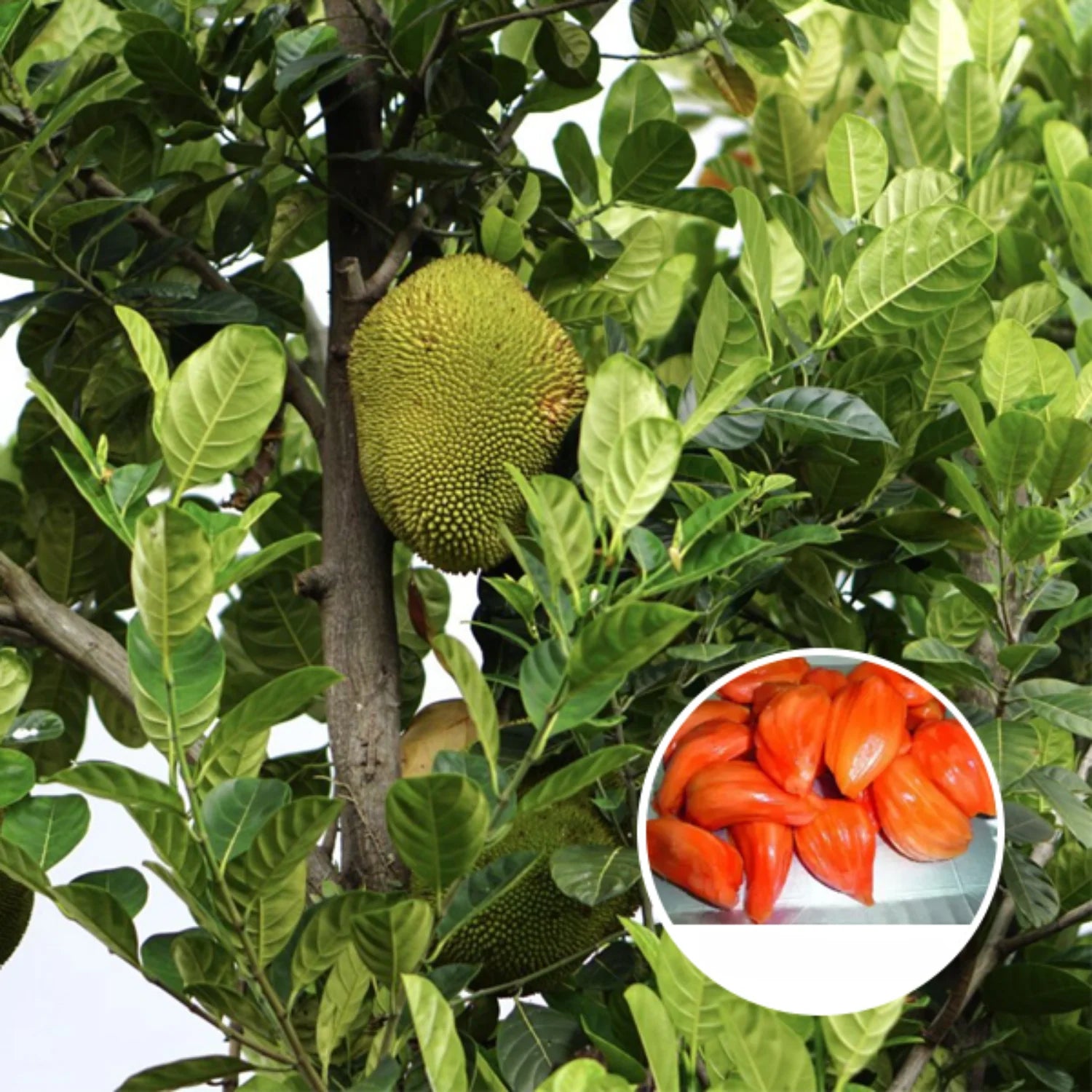 Daeng Suriya Jackfruit Plant- Red Jack- Grafted plant