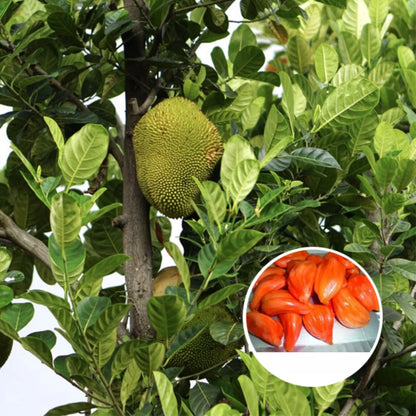 Daeng Suriya Jackfruit Plant- Red Jack- Grafted plant