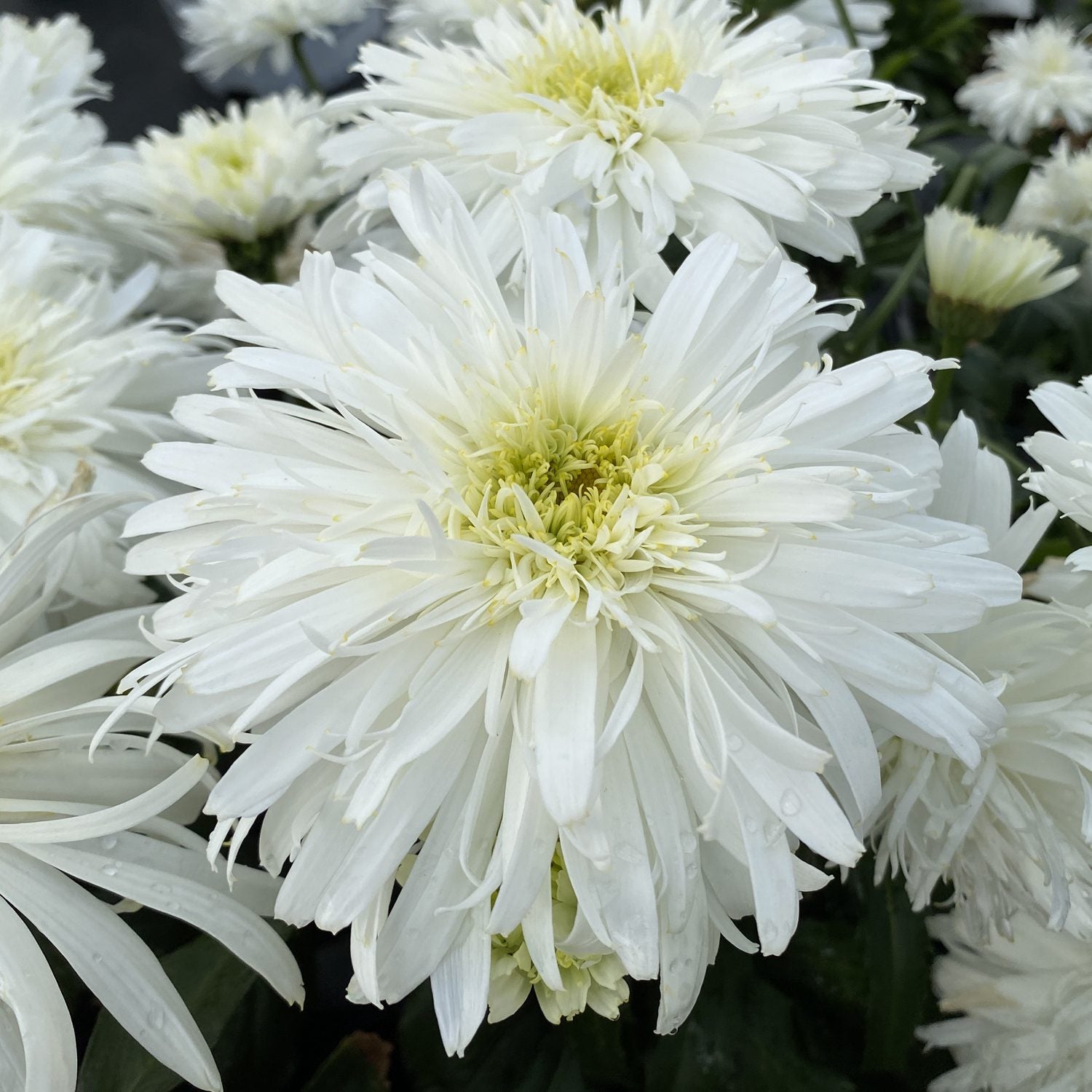 Daisy White