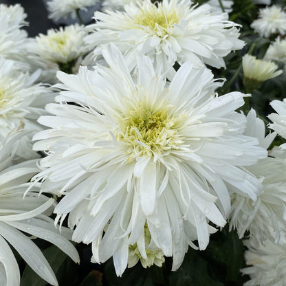 Daisy White