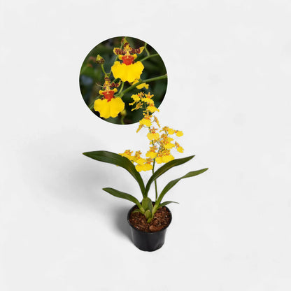 Oncidium Orchid Yellow (Dancing Lady)