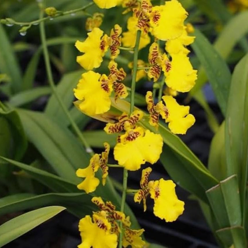 Oncidium Orchid Yellow (Dancing Lady)