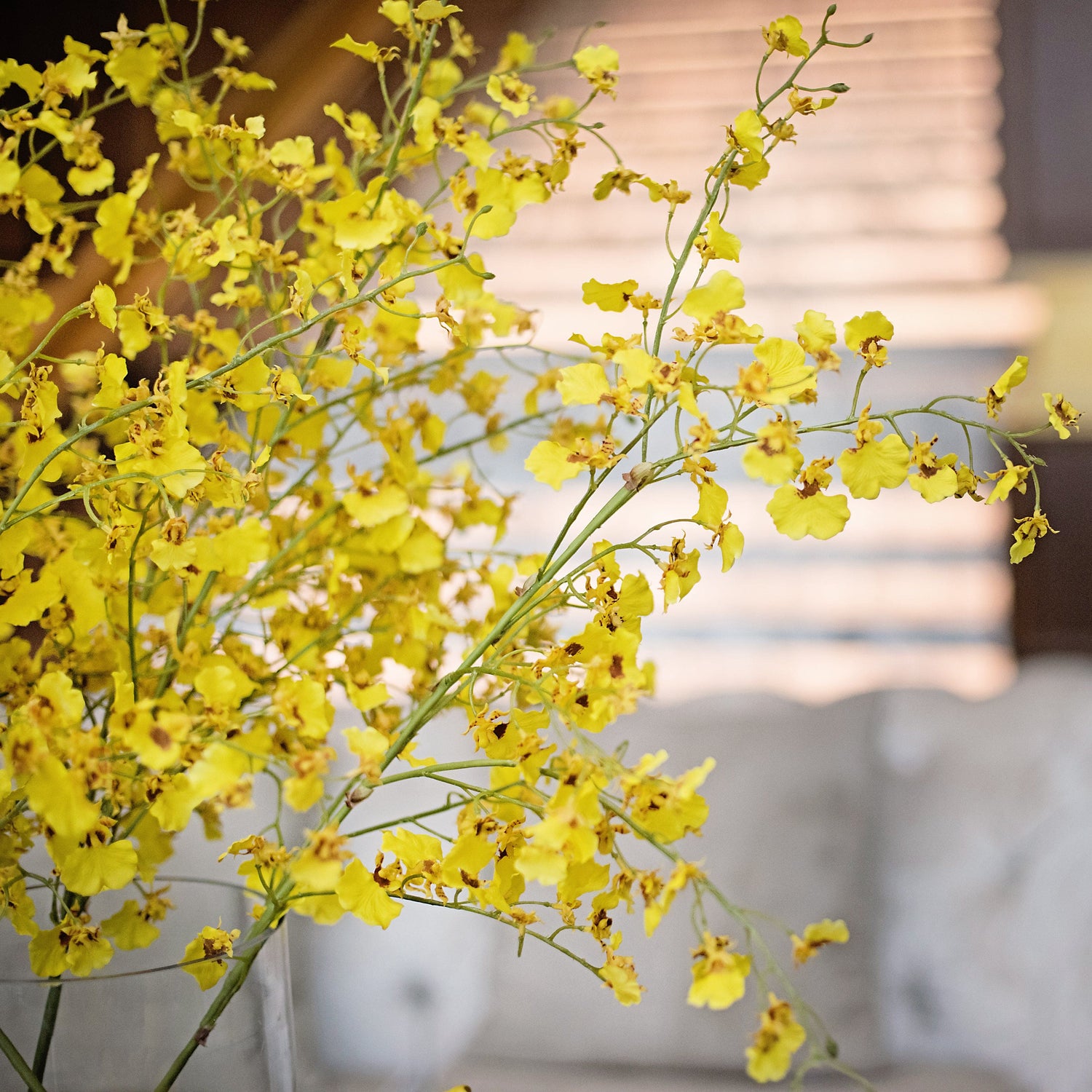 Oncidium Orchid Yellow (Dancing Lady)