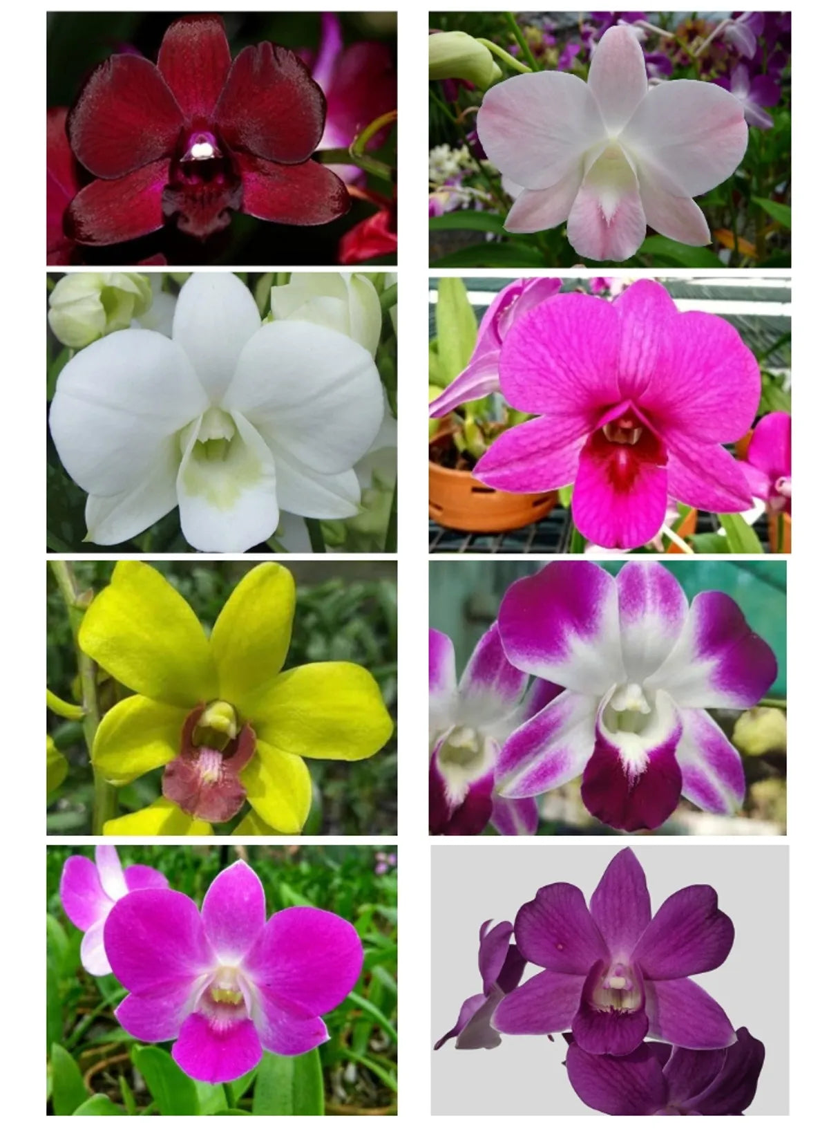 Dendrobium Orchids- 4 Varieties COMBO PACK