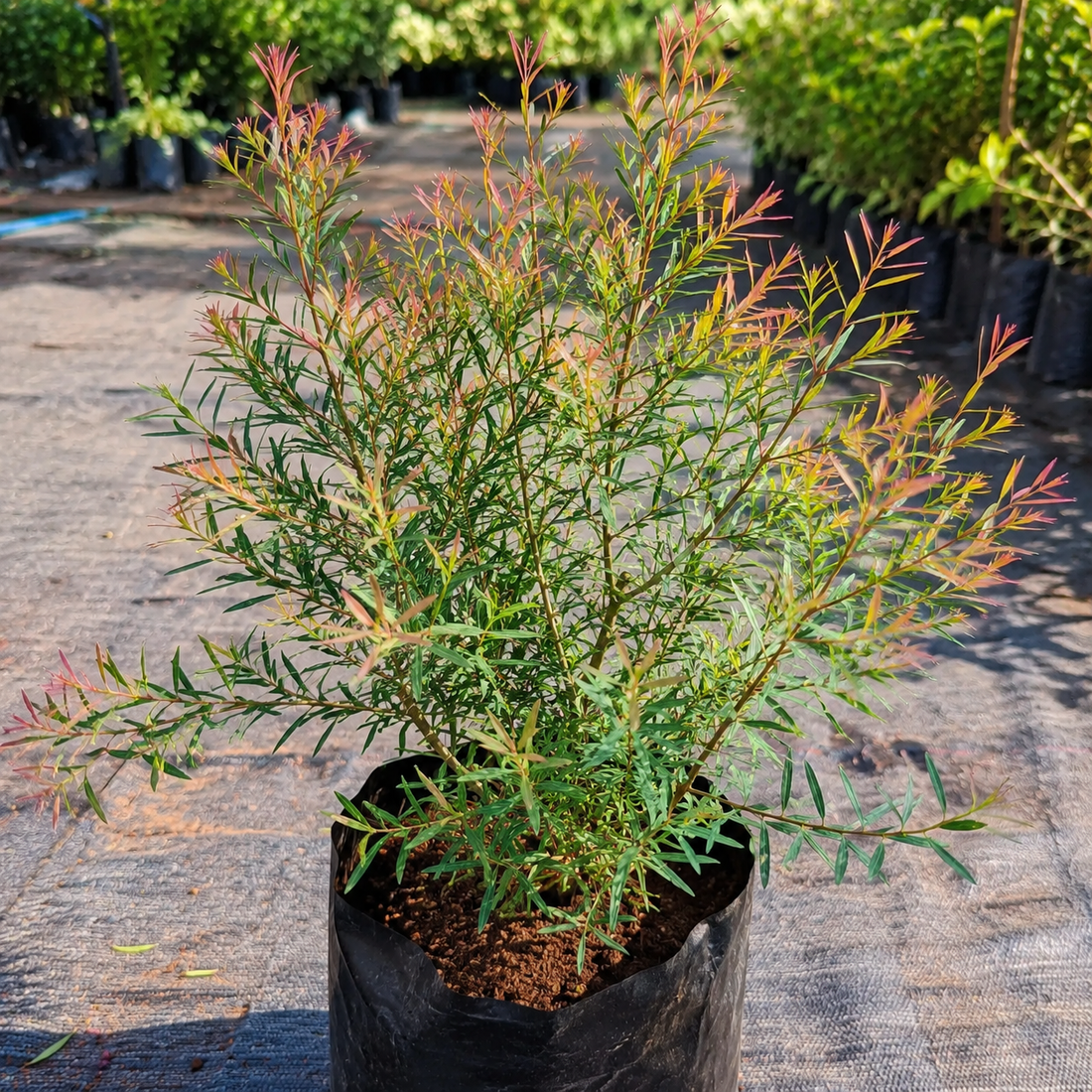 Devadaru Fragrant White flower ornamental plant