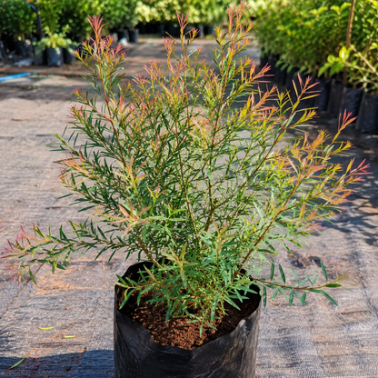 Devadaru Fragrant White flower ornamental plant