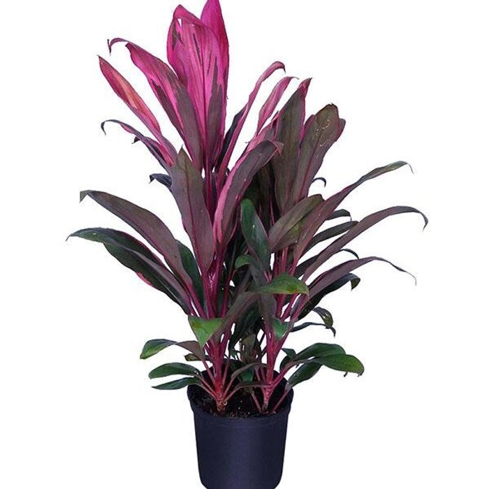 Dracaena Red Dragon, Red sister, Mysore Ruby Plant