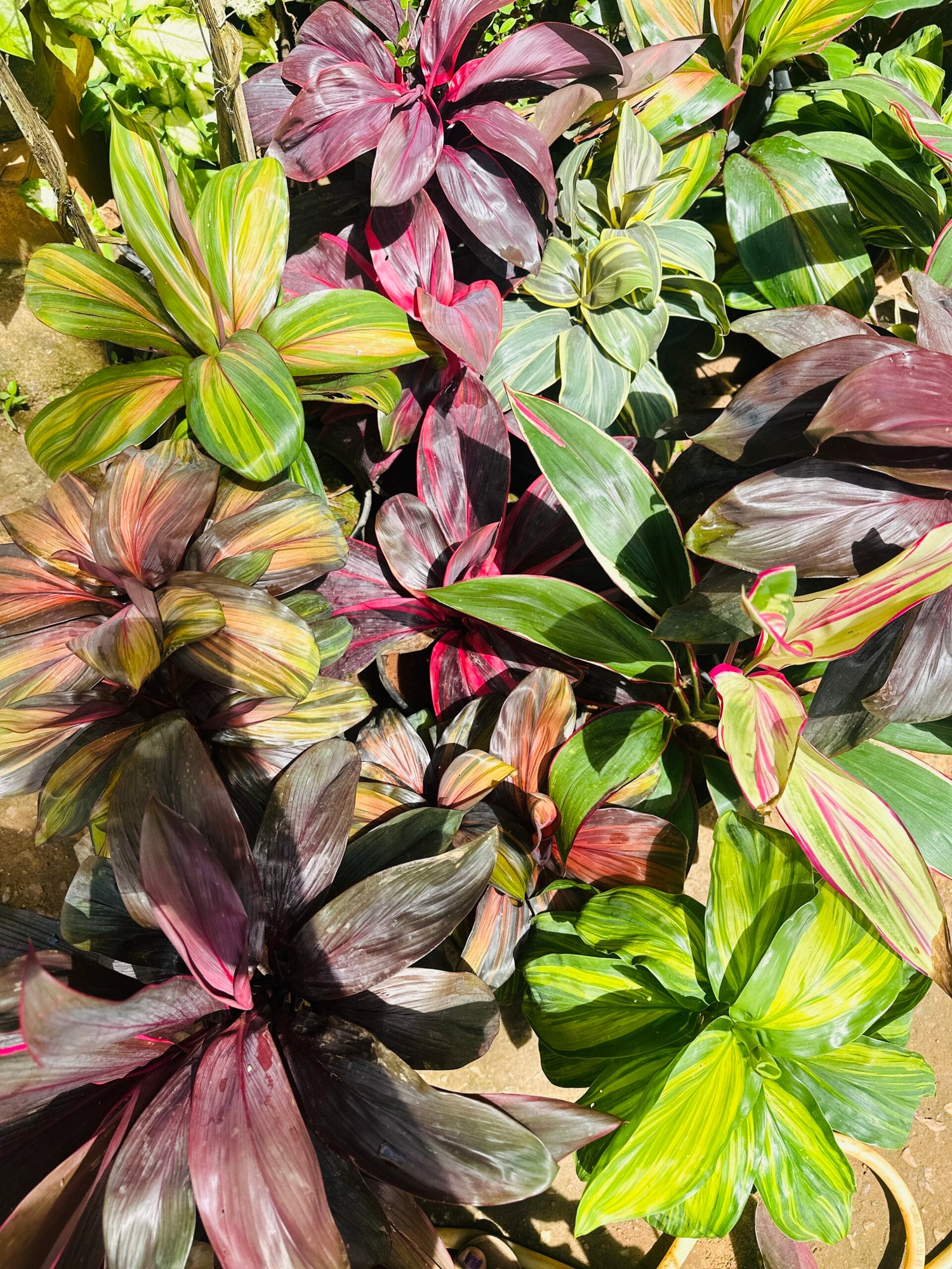 Dracaena Combo of 5 varieties