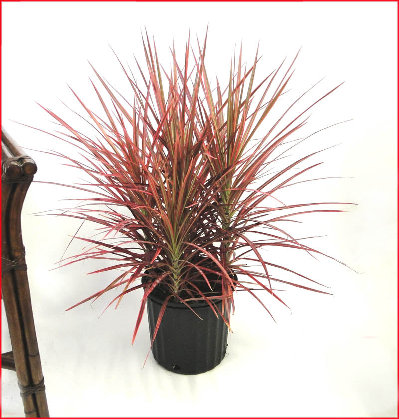Dracaena Colorama