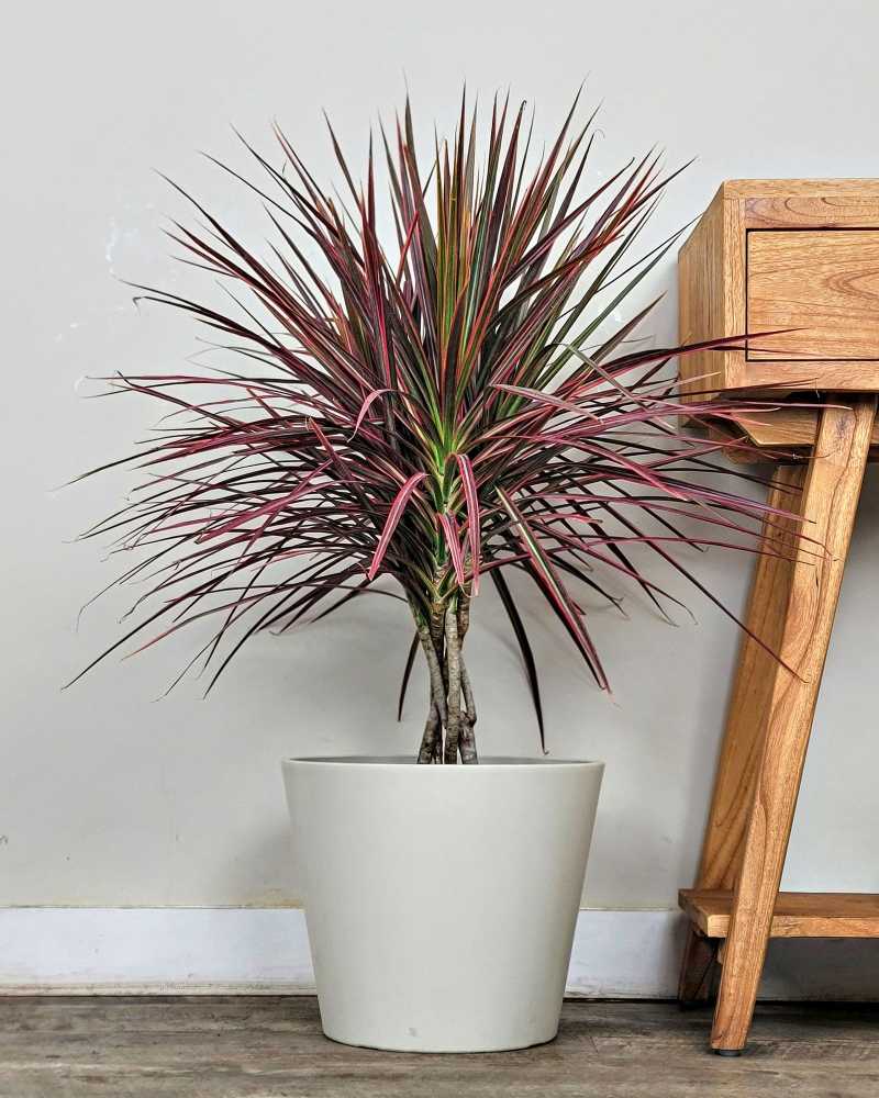 Dracaena Colorama