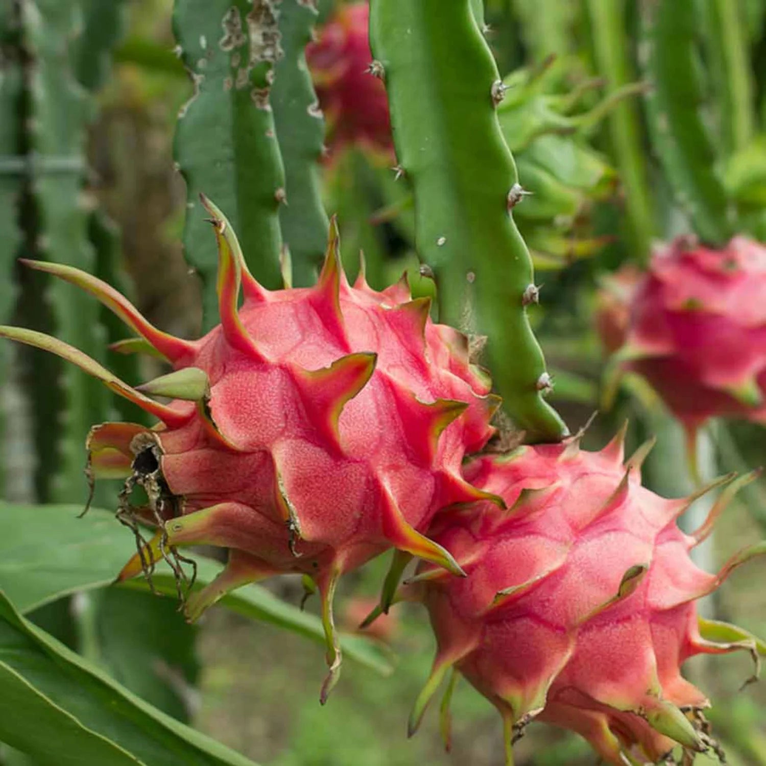 Dragon Fruit Plant (red)