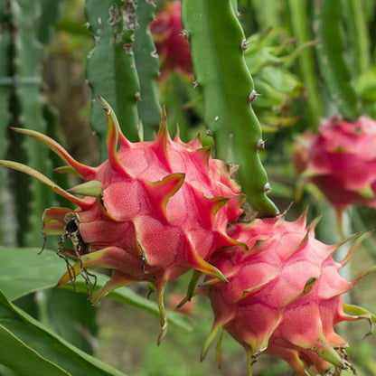 Dragon Fruit Plant (red)