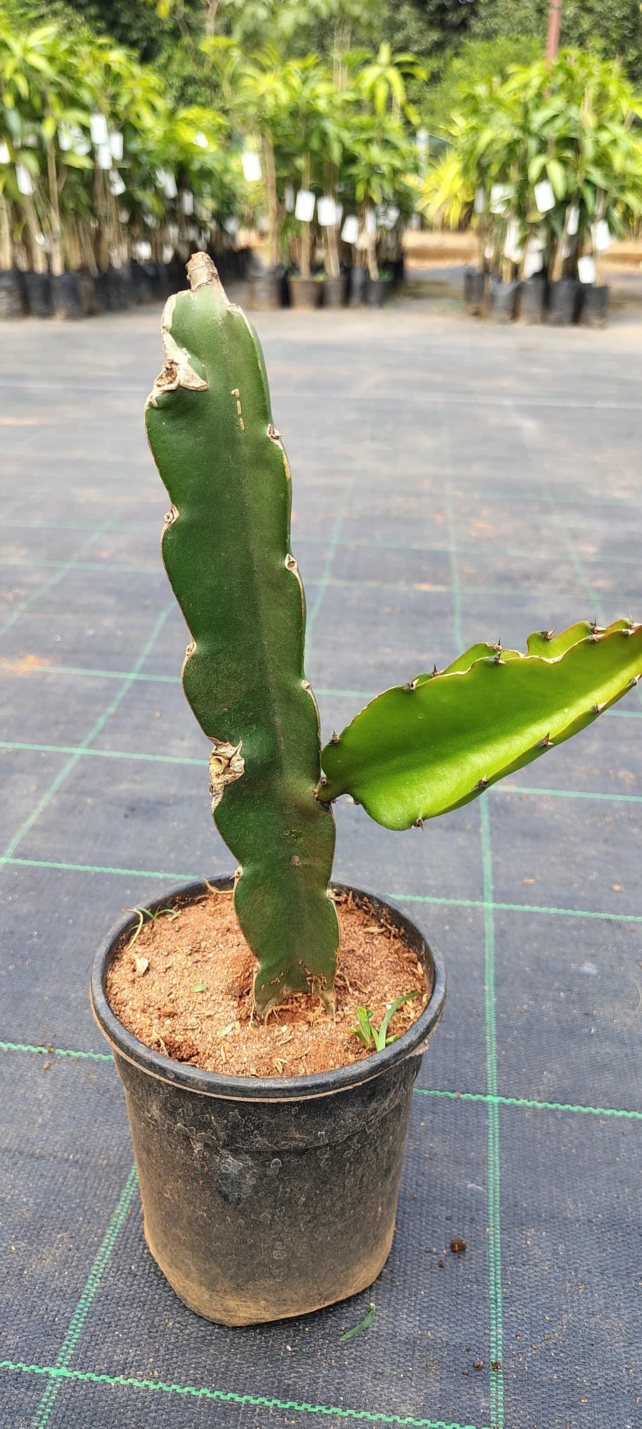 Dragon Fruit Plant (red)