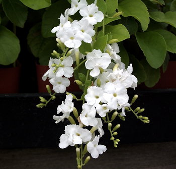Duranta White