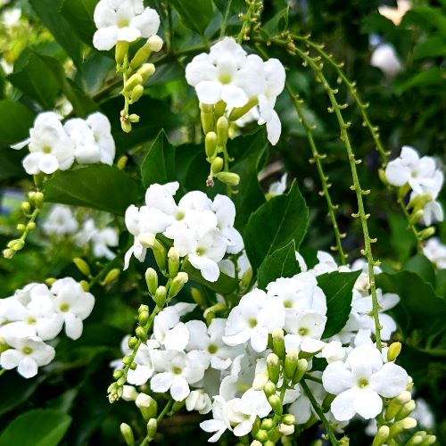 Duranta White