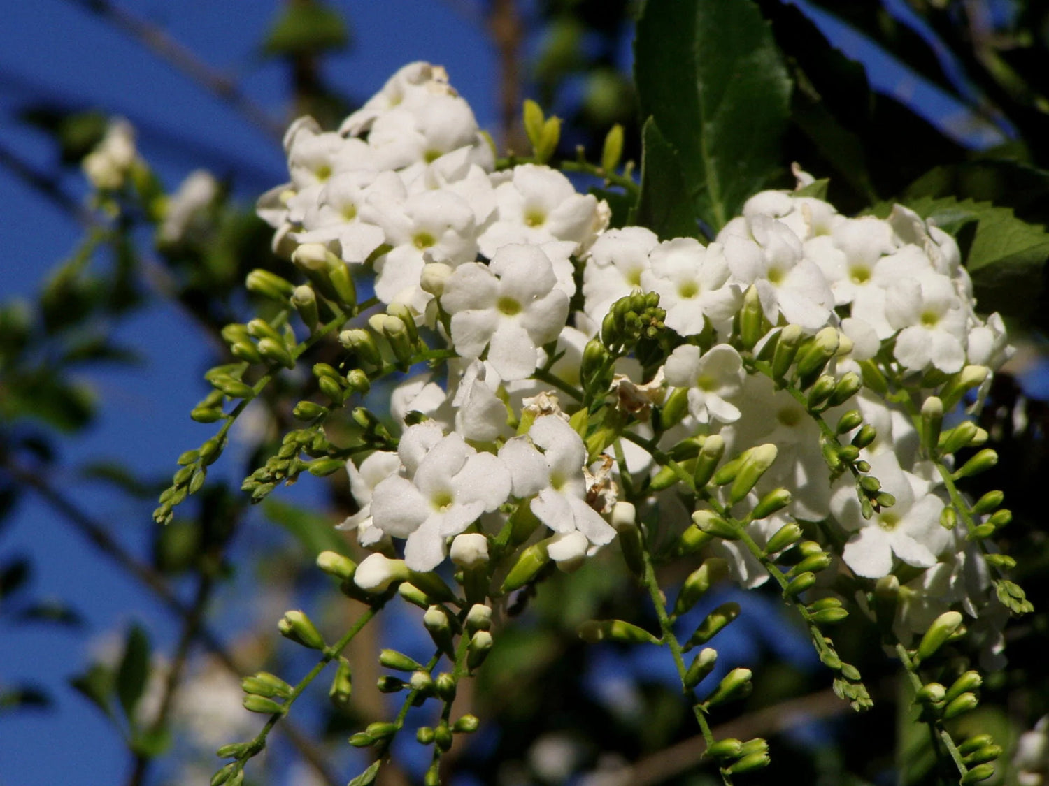 Duranta White