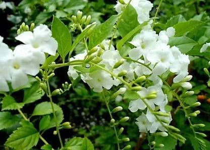 Duranta White