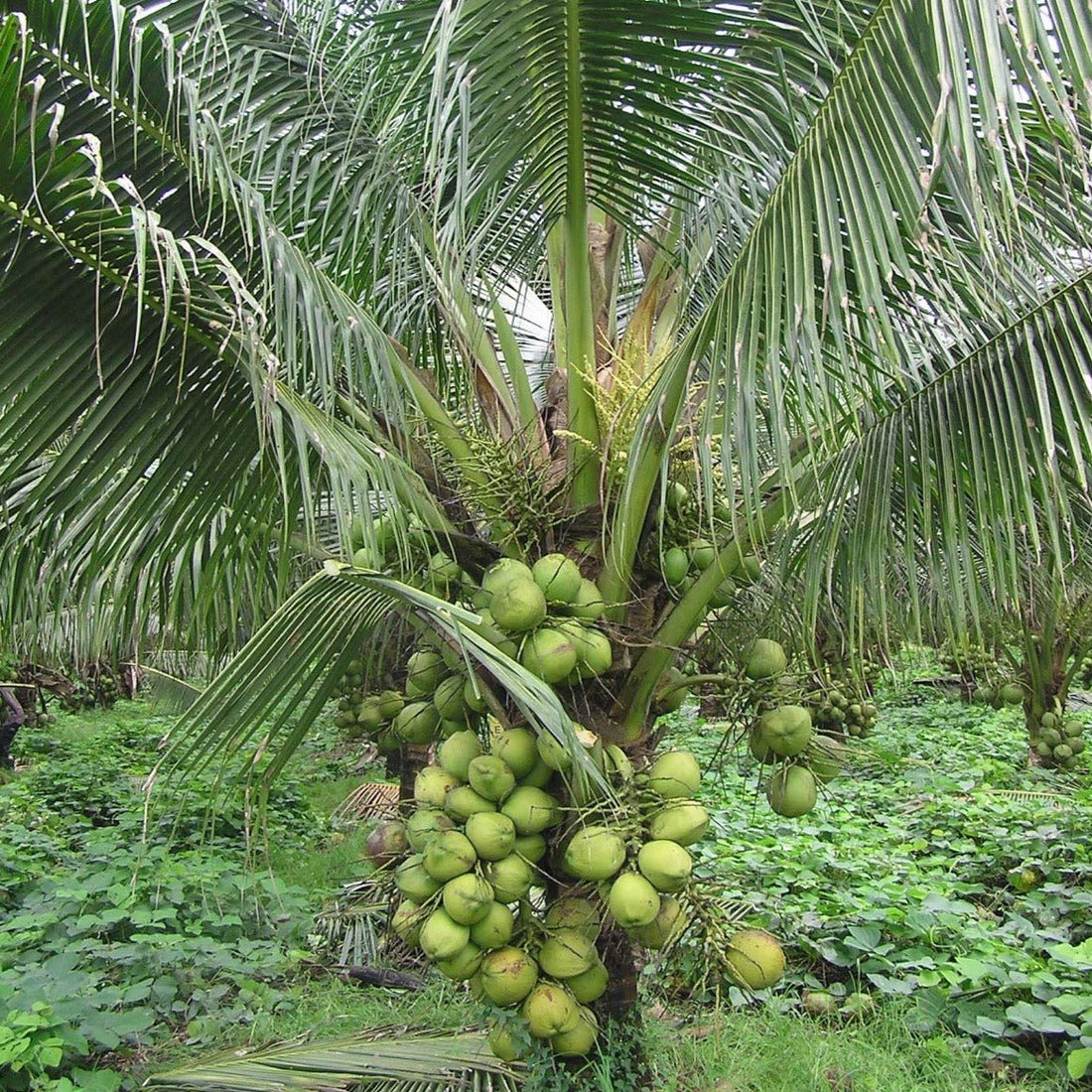 DxT Coconut Plant Hybrid -High yield within 3 years