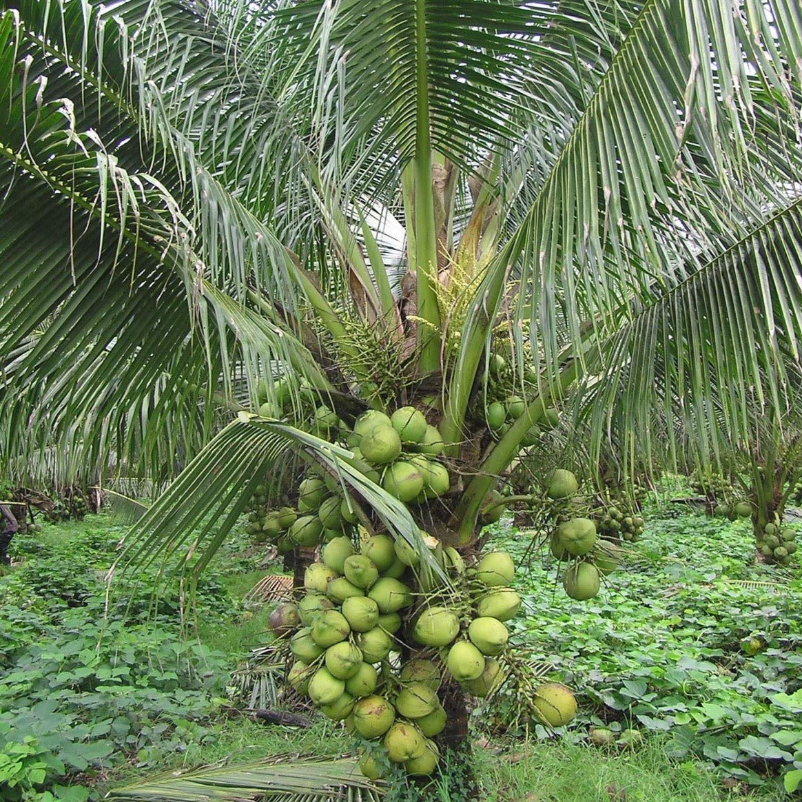 DxT Coconut Plant Hybrid -High yield within 3 years