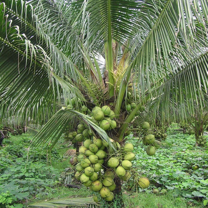 DxT Coconut Plant Hybrid -High yield within 3 years