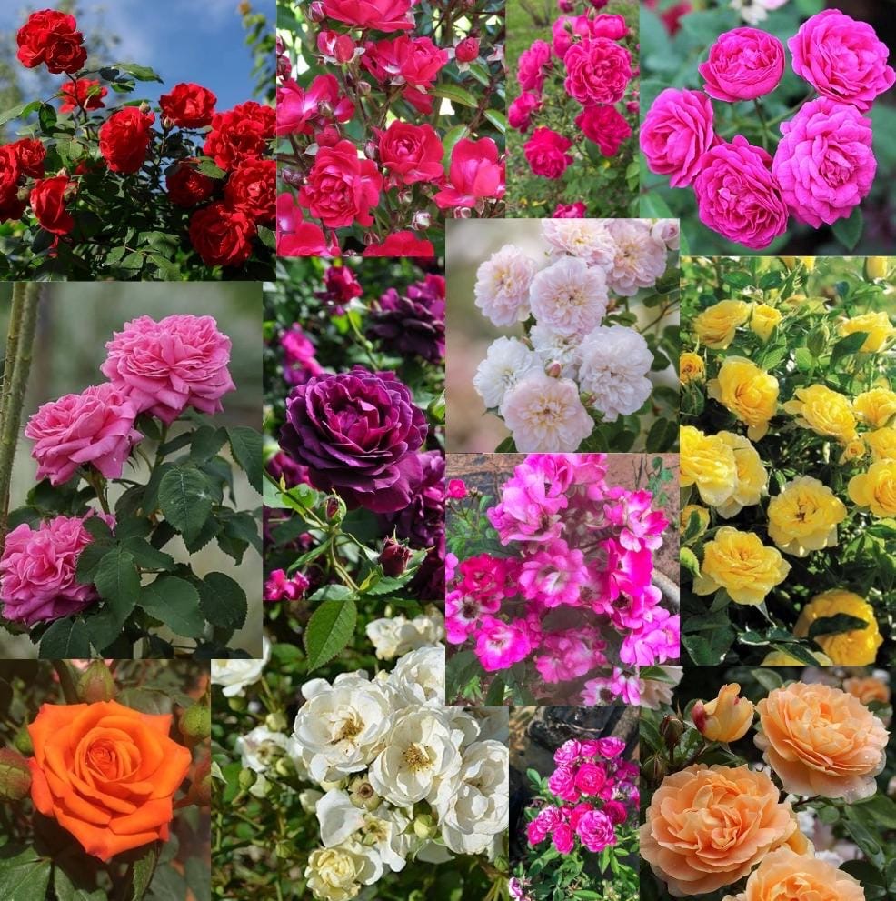 10 Ownrooted Nadan Rose Combo(Any 10- No Selection )