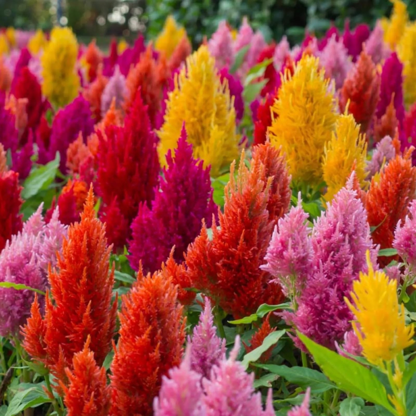 Celosia Mixed Seeds