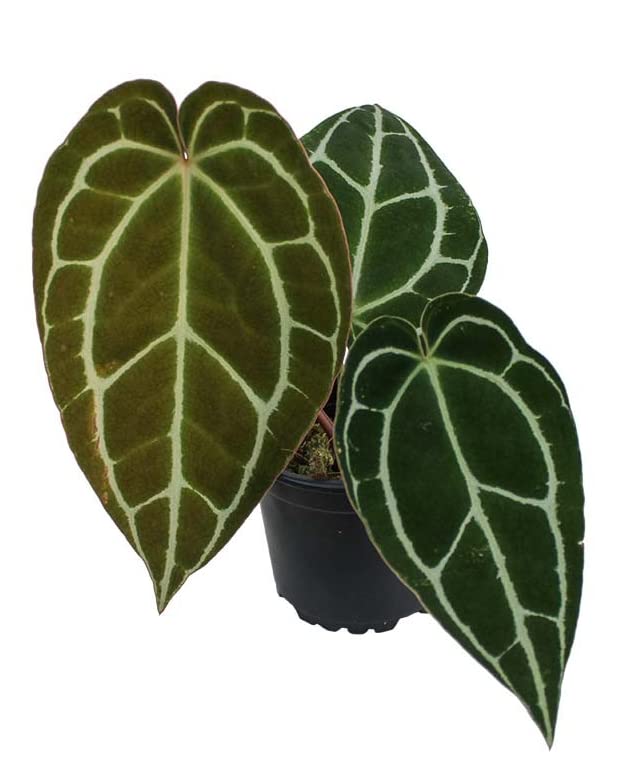 Elephant Ear Anthurium