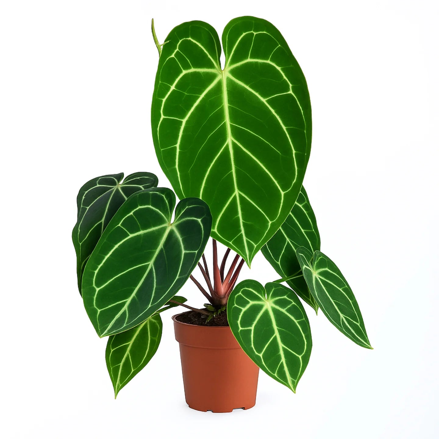 Elephant Ear Anthurium