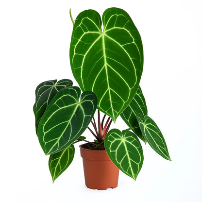 Elephant Ear Anthurium