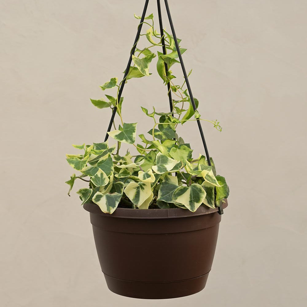 English Ivy Variegated Plant