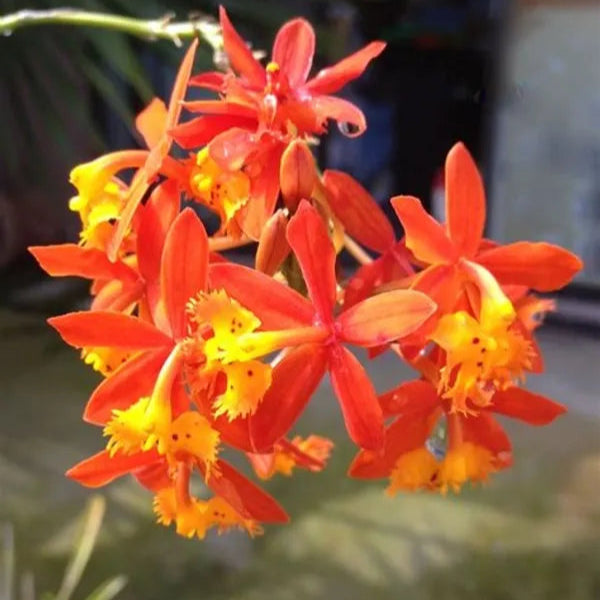 Epidendrum Orchid Orange