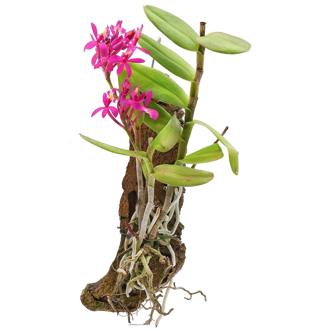 Epidendrum Orchid pink