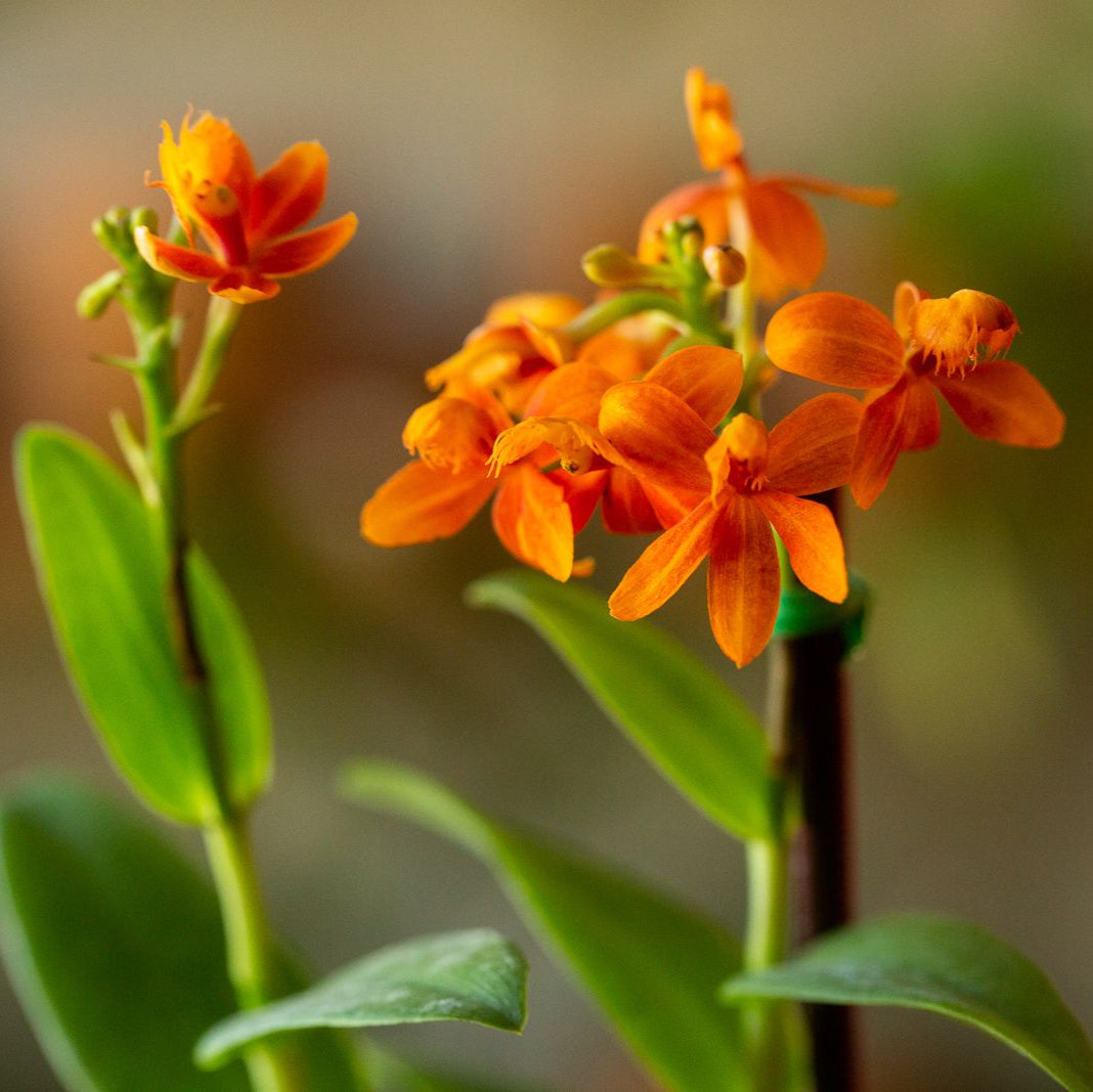 Epidendrum Orchid Orange