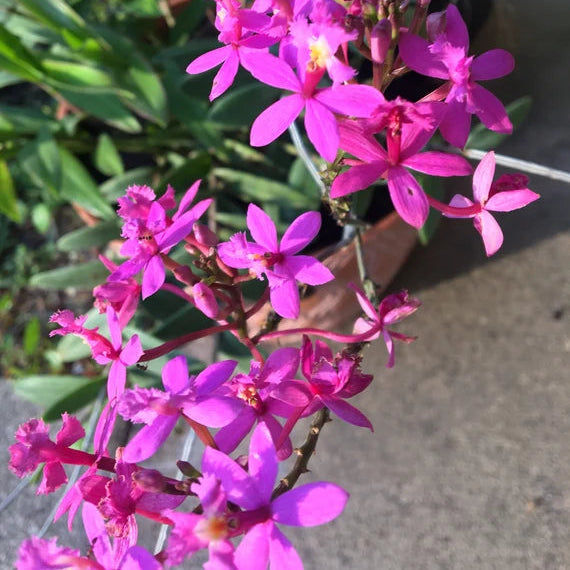 Epidendrum Orchid pink