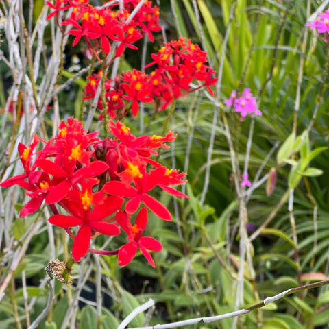 Epidendrum Orchid Red