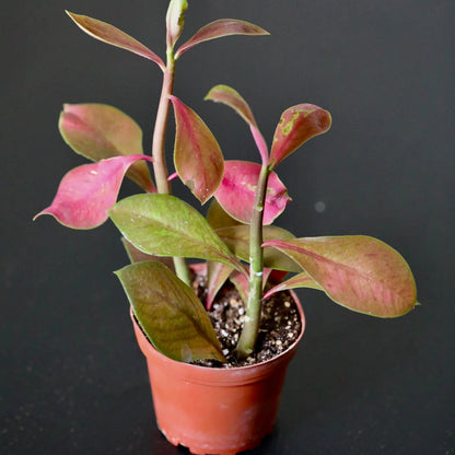Red Ficus