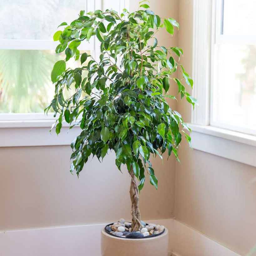 Ficus Benjamina