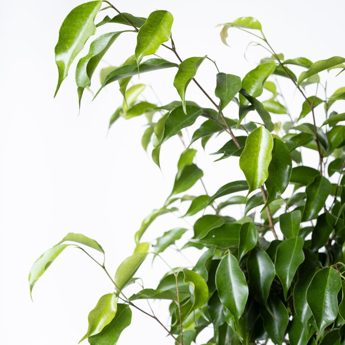 Ficus Benjamina