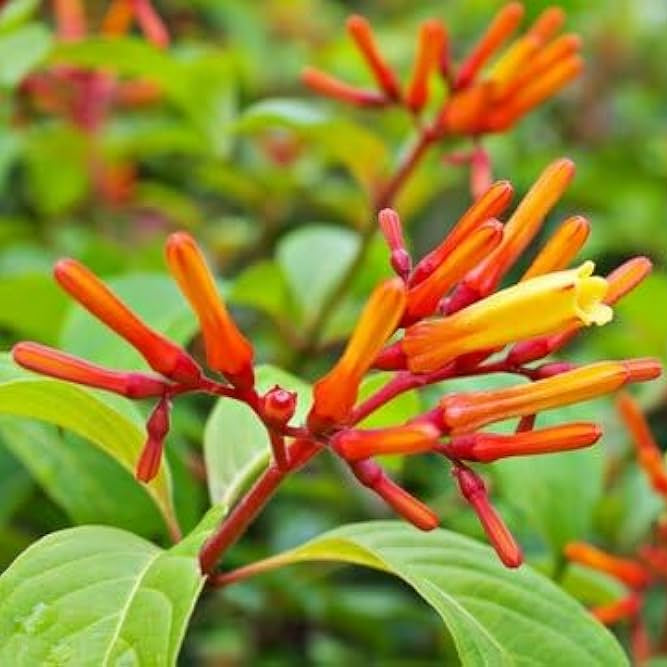 Firebush / Scarlet bush /Hummingbird bush/  Redhead bush  Plant