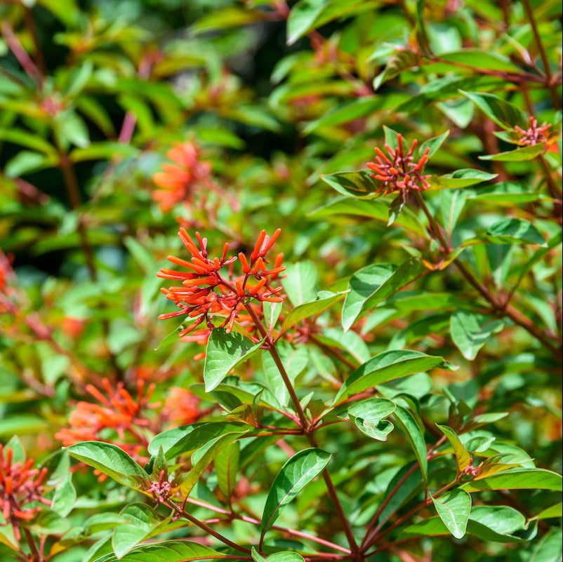 Firebush / Scarlet bush /Hummingbird bush/  Redhead bush  Plant