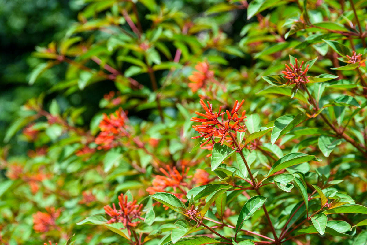 Firespike Plant - Odontonema Strictum
