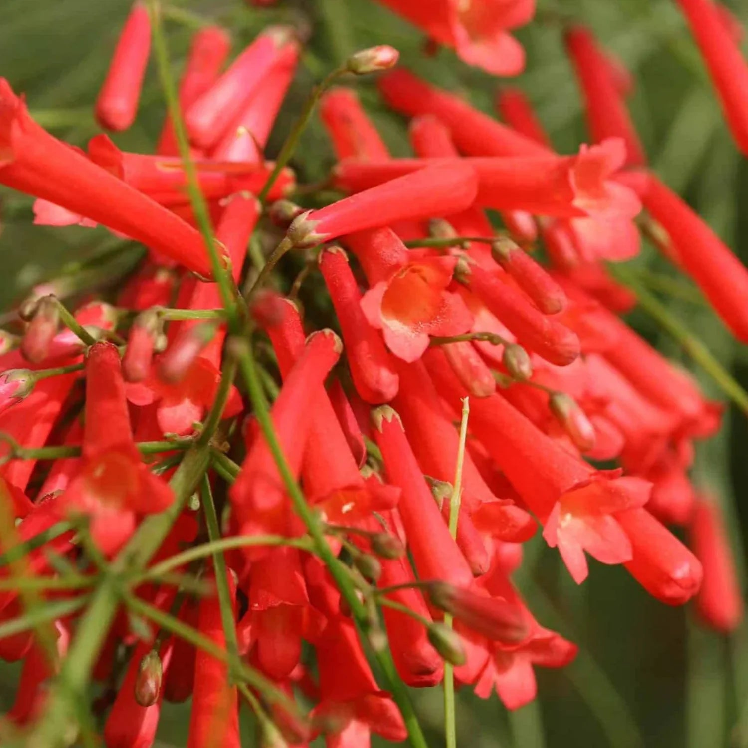 Fire Cracker Plant Red