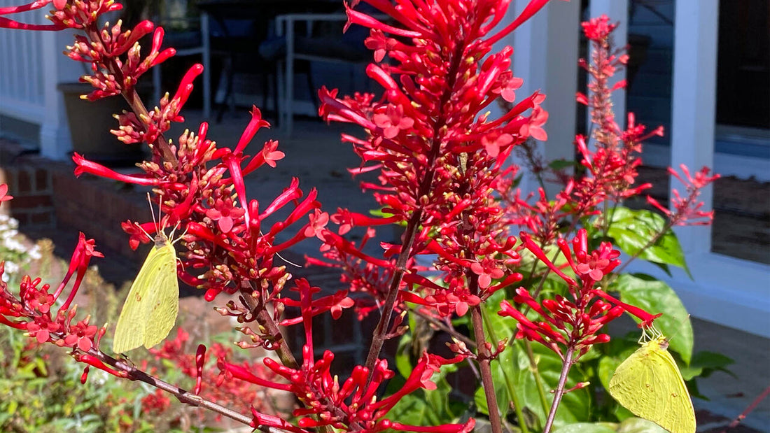 Firespike Plant - Odontonema Strictum