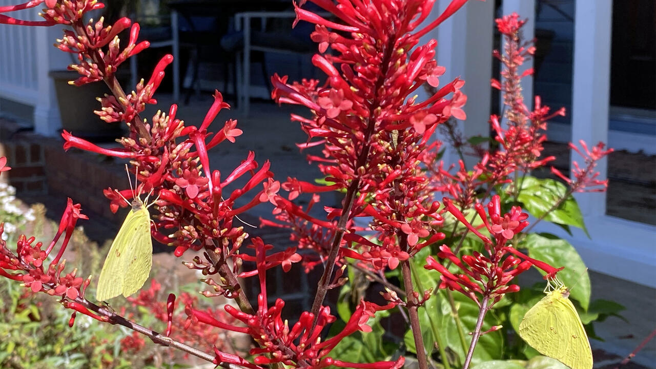 Firespike Plant - Odontonema Strictum