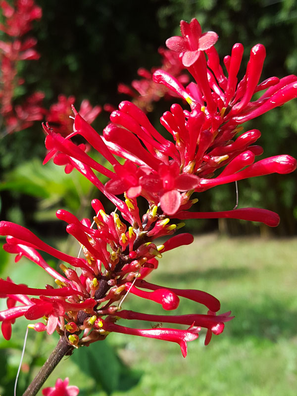 Firespike Plant - Odontonema Strictum