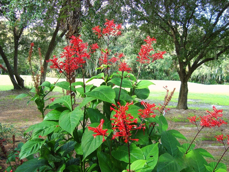 Firespike Plant - Odontonema Strictum