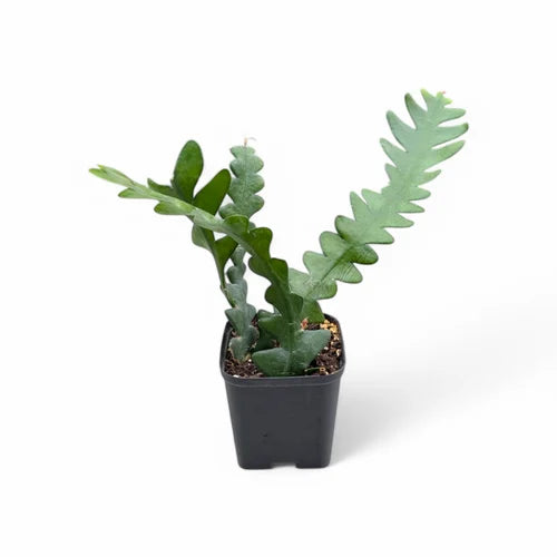 Fishbone Cactus