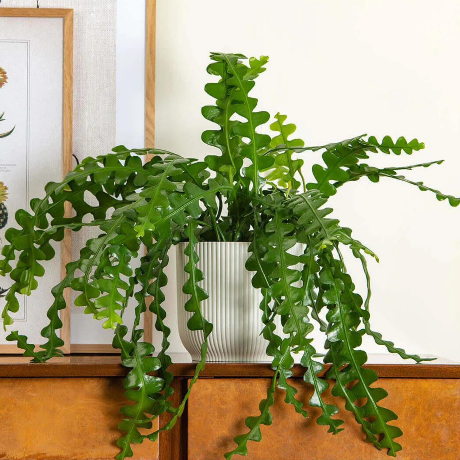 Fishbone Cactus