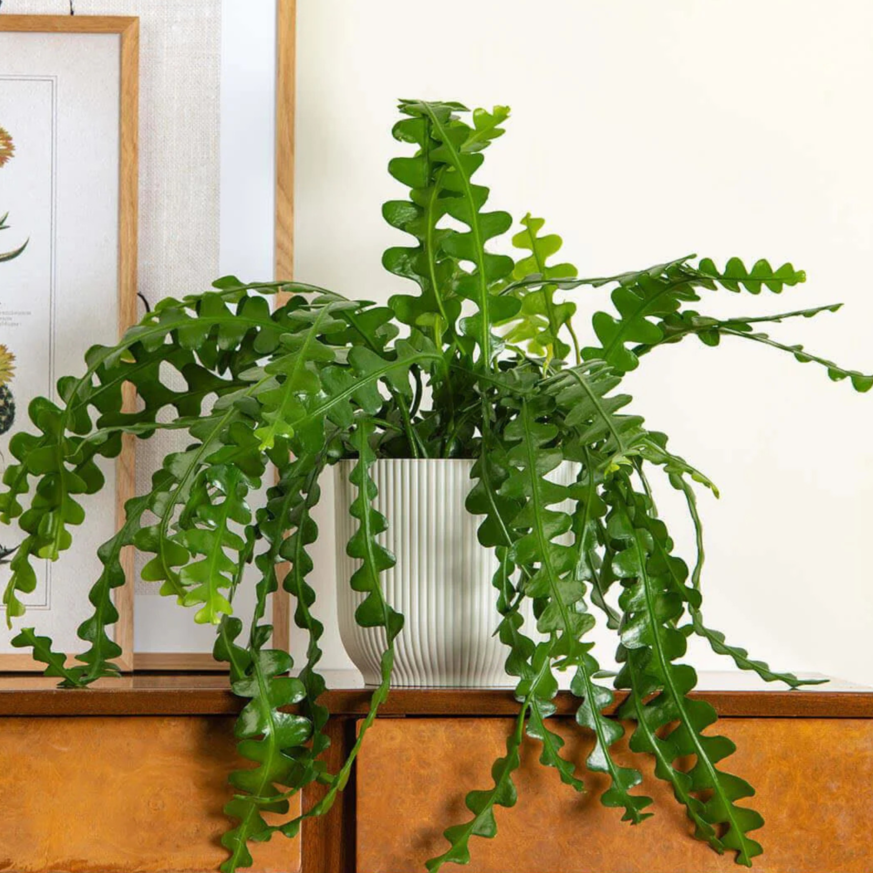 Fishbone Cactus